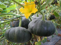 Vigorous schwarze pumpkin pflanzen gezogen aus non-gmo samen