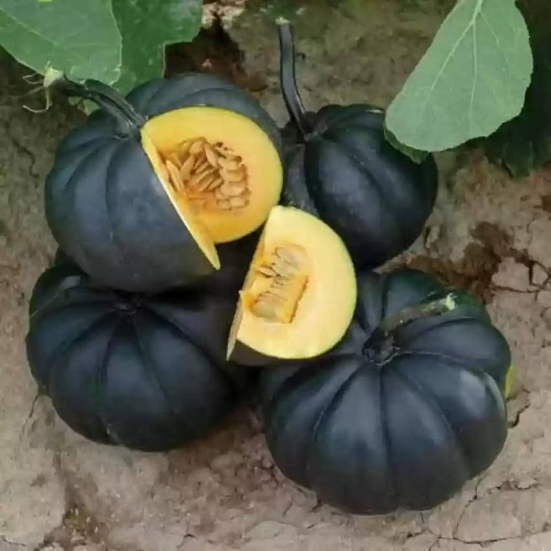 Schwarze pumpkin samen für aussaat in garten