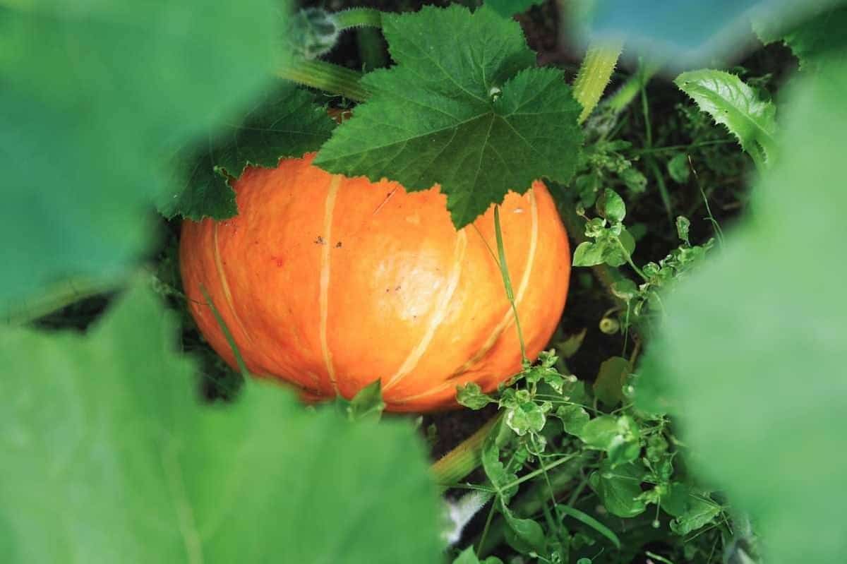 Schwarze pumpkin samen für home gemüse garten aussaat