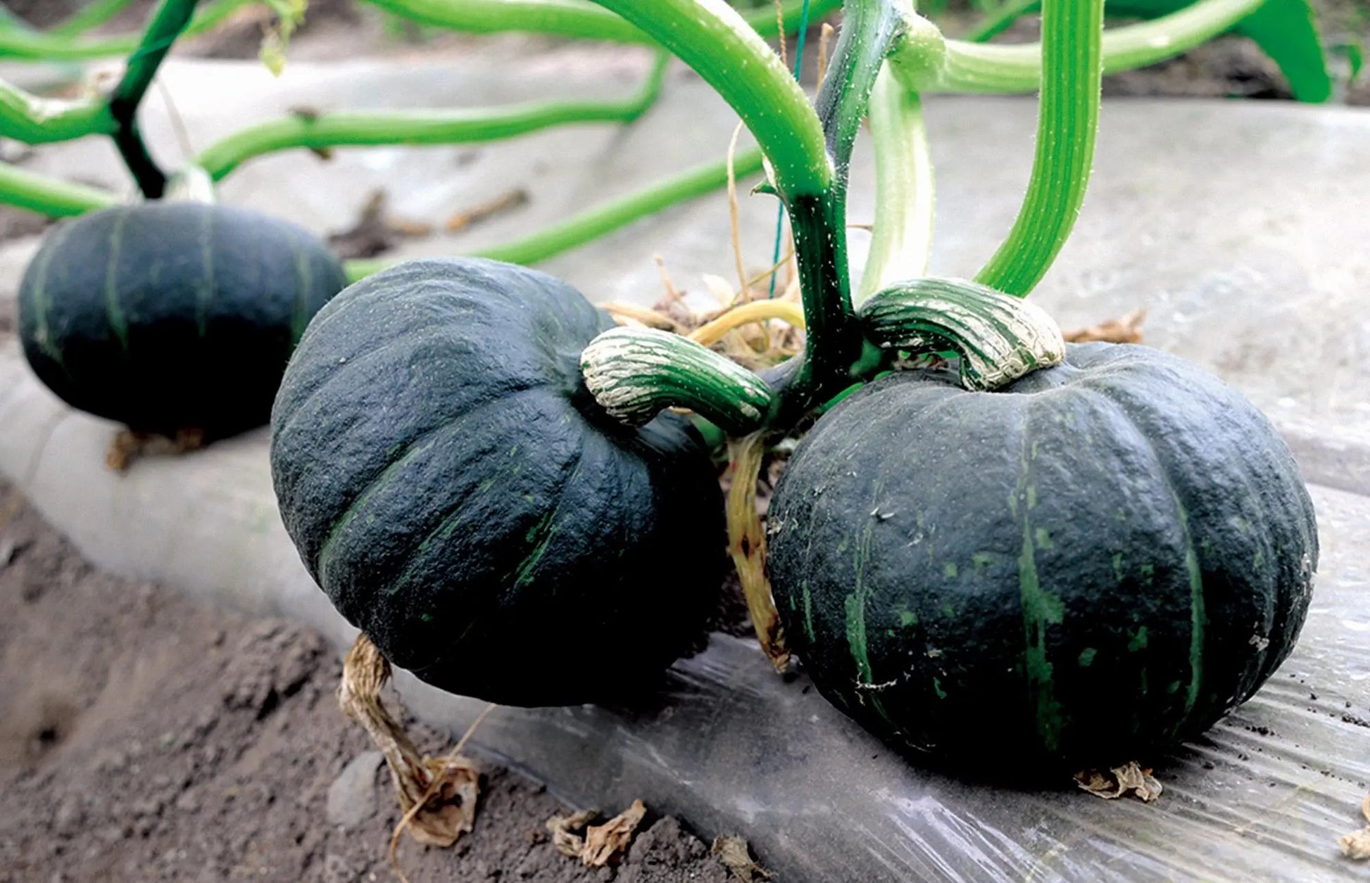 Non-gmo schwarze pumpkin samen für aussaat