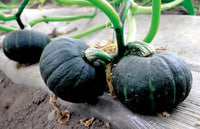 Non-gmo schwarze pumpkin samen für aussaat