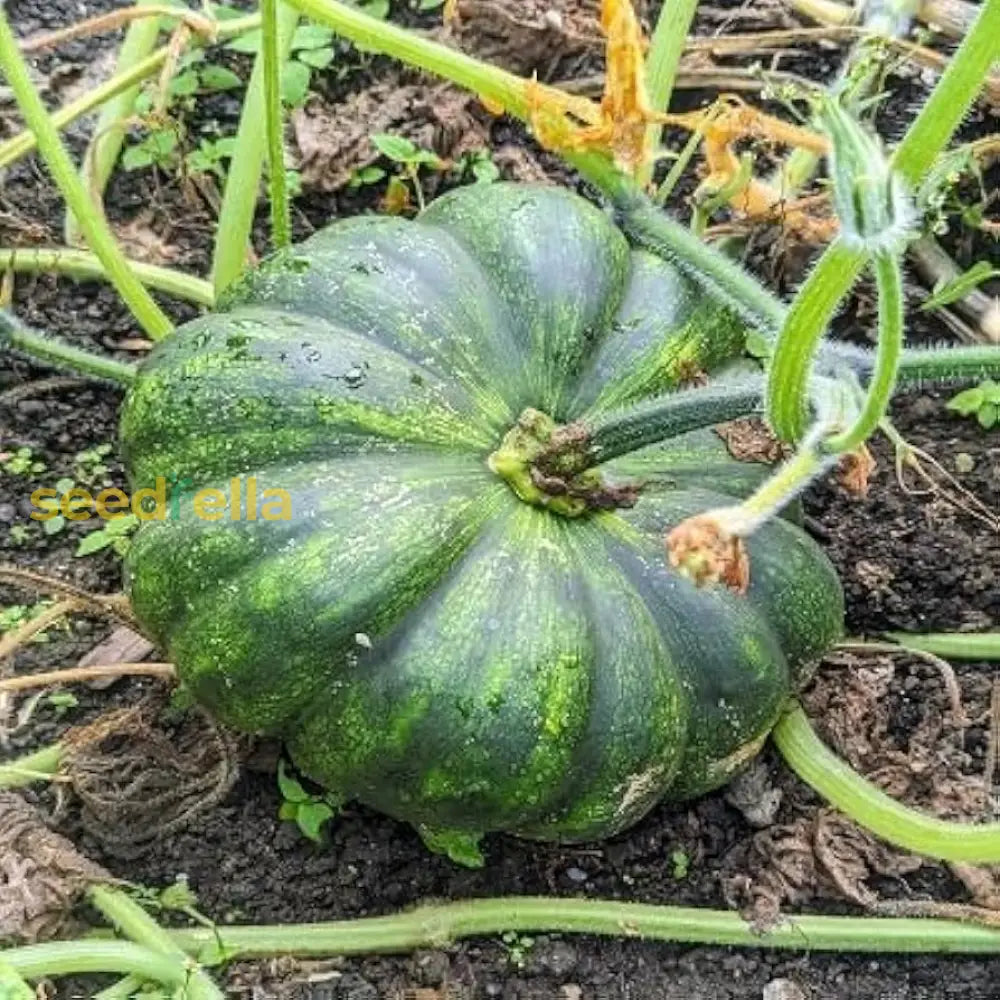 Schwarz pumpkin vegetable samen | anpflanzung guide for healthy growth samen
