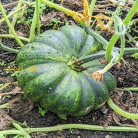 Schwarz pumpkin vegetable samen | anpflanzung guide for healthy growth samen