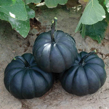 Schwarze pumpkin pflanzen with vigorous spreading vines