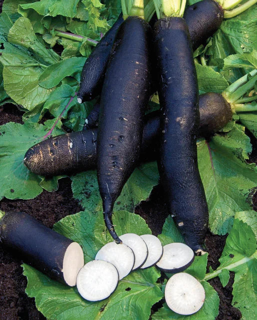 Schwarze radish samen für aussaat in backyard garten, non gmo variety