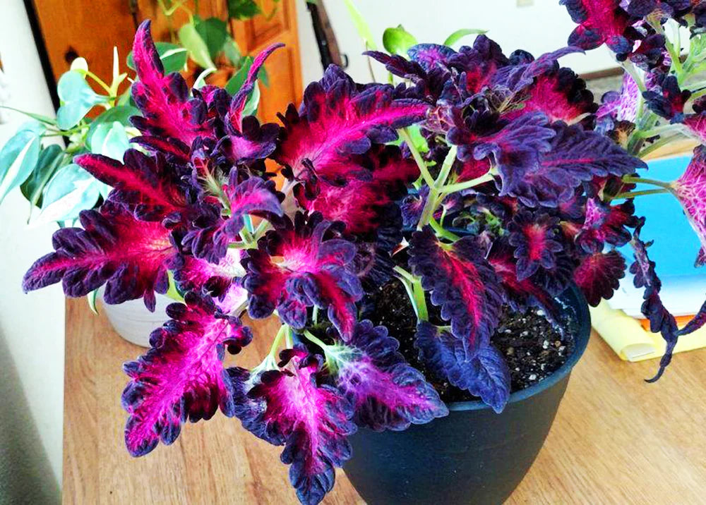 Schwarz rot dragon coleus samen for anpflanzung