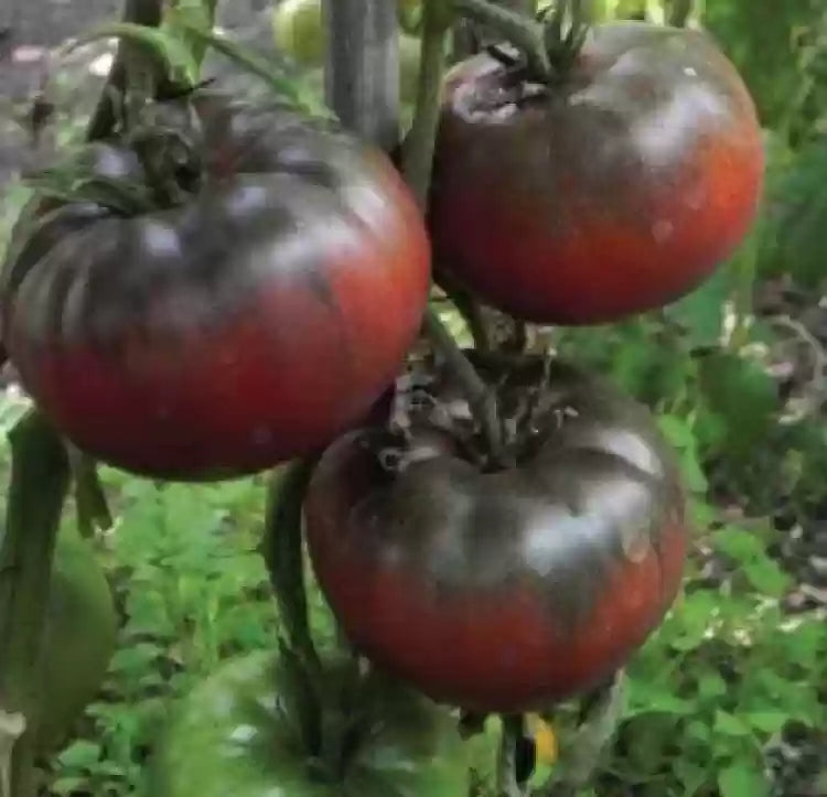Schwarze red tomato vines gezogen aus samen