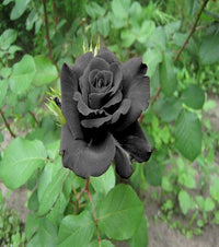 Schwarz rose blume samen for anpflanzung