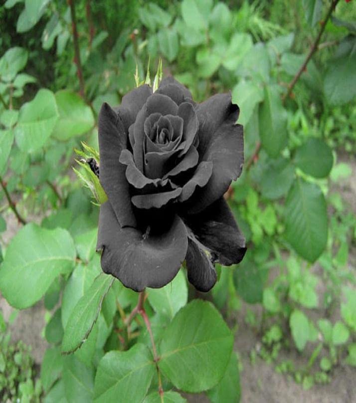 Schwarz rose blume samen for anpflanzung