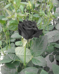 Schwarz rose pflanzen enhancing garten borders