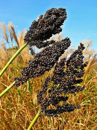 Schwarze sorghum samen für aussaat in home gardens