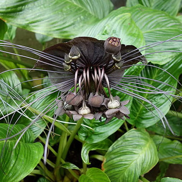 Schwarz tacca chanteri exotic blume samen for anpflanzung
