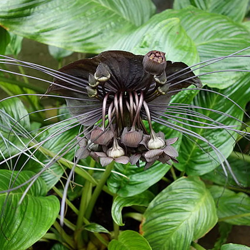 Schwarz tacca chanteri exotic blume samen for anpflanzung