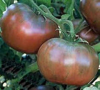 Strong schwarze tomato pflanzen gezogen aus non-gmo samen