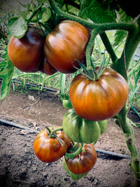 Schwarze tomato pflanzen wachsend in garten