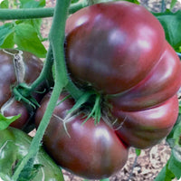Schwarze tomato samen für aussaat in home gardens