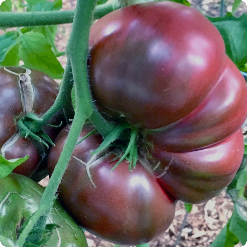 Schwarze tomato samen für aussaat in home gardens