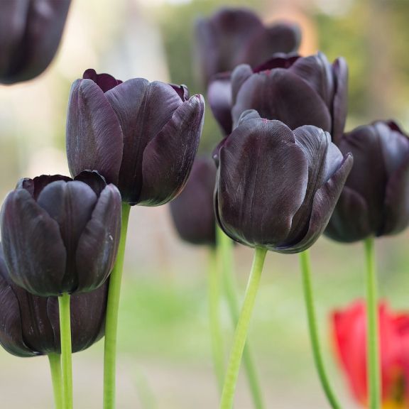 Schwarz tulip blume samen for anpflanzung and gardening