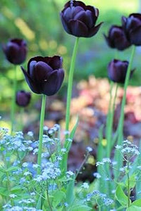 Schwarz tulip blume samen for anpflanzung