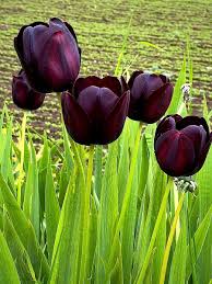 Schwarz tulips in garten borders and töpfen
