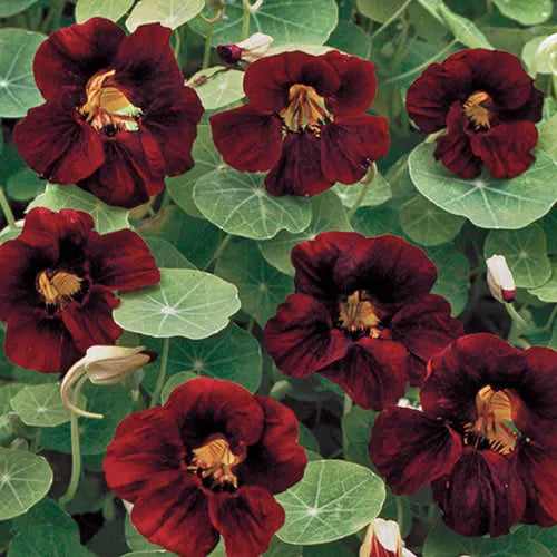Schwarz Velvet Kapuzinerkresse Blumensamen zur Aussaat hochwertige Qualitäts- Traditionssorte & ohne Gentechnik Samen Hausgarten