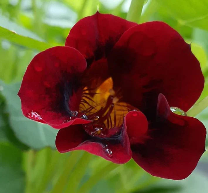 Schwarz velvet nasturtium blume samen for anpflanzung