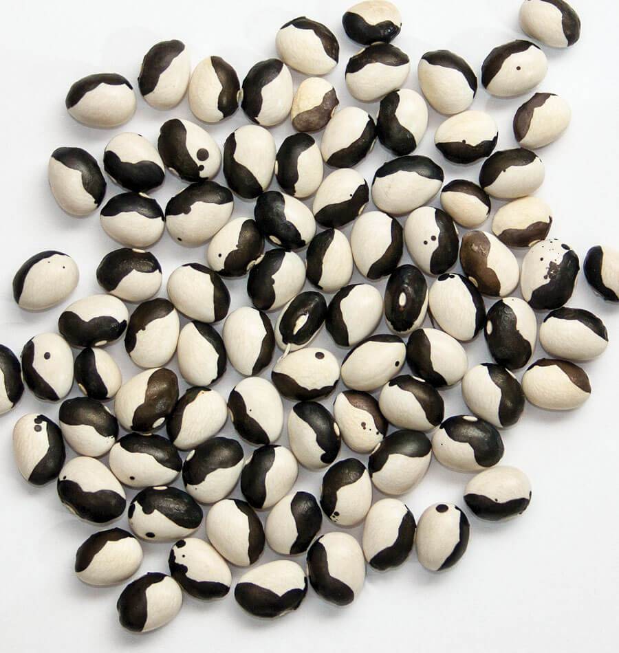 Schwarze and weiße bean pflanzen wachsend in a garten