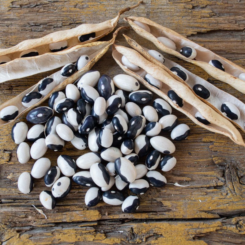 Schwarze and weiße bean samen für aussaat
