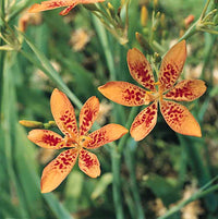 Blackberry Lilly Blumensamen zur Aussaat hochwertige Qualitäts- Traditionssorte & ohne Gentechnik Samen Hausgarten