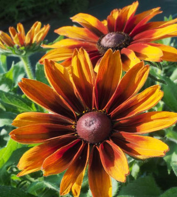 Orange Cappuccino Sonnenhut Blumensamen zur Aussaat – saisonal Dauerblüher – Traditionssorte & ohne Gentechnik Samen Hausgarten