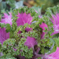 Pink Kale Gemüse Samen zum Pflanzen