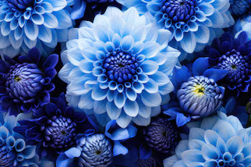 Blau Pompon Dahlie Blumensamen zur Aussaat – Halbschatten verträglich – Traditionssorte & ohne Gentechnik Samen Hausgarten