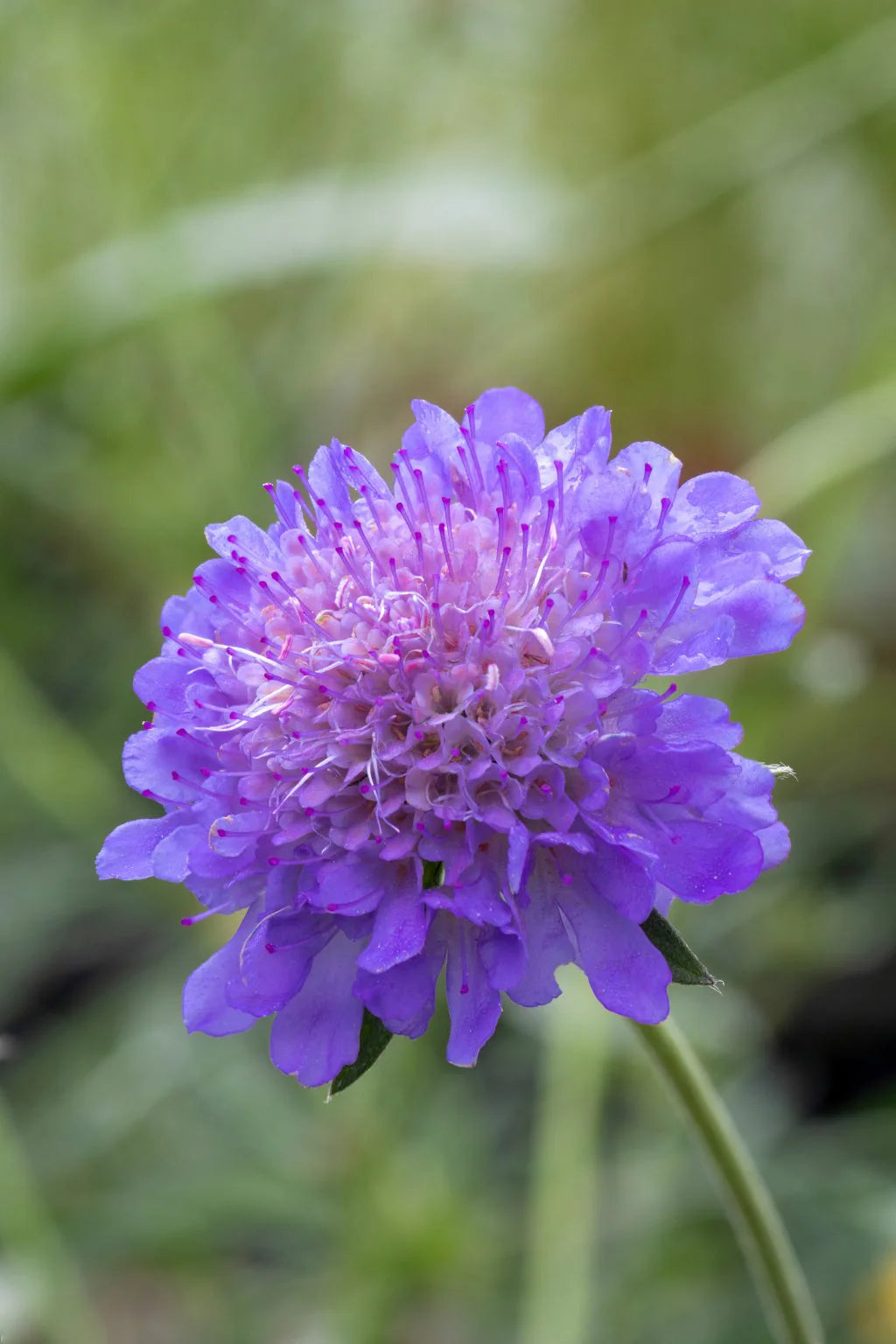 Scabiosa Blumensamen zur Aussaat ideal Rabatten Traditionssorte & ohne Gentechnik Samen Hausgarten