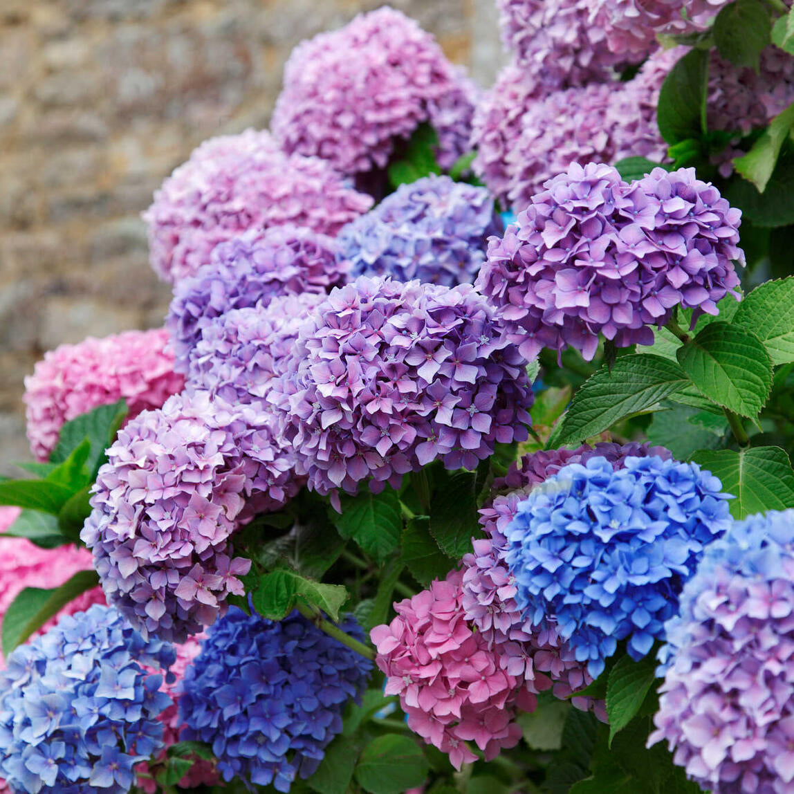 Blau Lila Hortensie Blumensamen zur Aussaat lang Blüte Saison Traditionssorte & ohne Gentechnik Samen Hausgarten