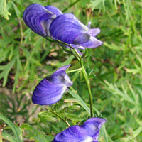 Blauer eisenhut blume samen for shaded garten areas
