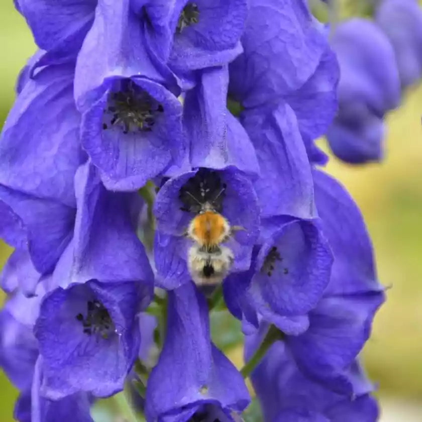 Non-gmo blauer eisenhut samen for garten borders