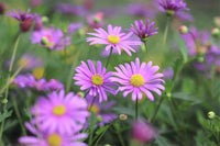 Lila Iberidifolia Blumensamen zur Aussaat – leuchtend – Traditionssorte & ohne Gentechnik Samen Hausgarten