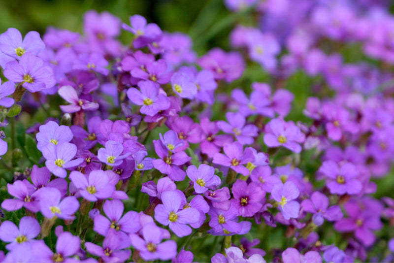Blaukissen blume samen for anpflanzung groundcover