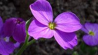 Blaukissen groundcover with dense blau blooms