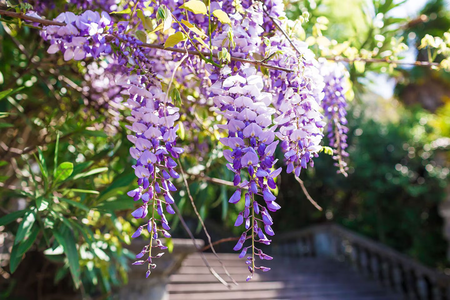 Blauregen Blumensamen zur Aussaat Wildblume Mischung Traditionssorte & ohne Gentechnik Samen Hausgarten