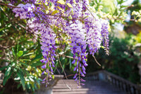 Blauregen Blumensamen zur Aussaat Wildblume Mischung Traditionssorte & ohne Gentechnik Samen Hausgarten