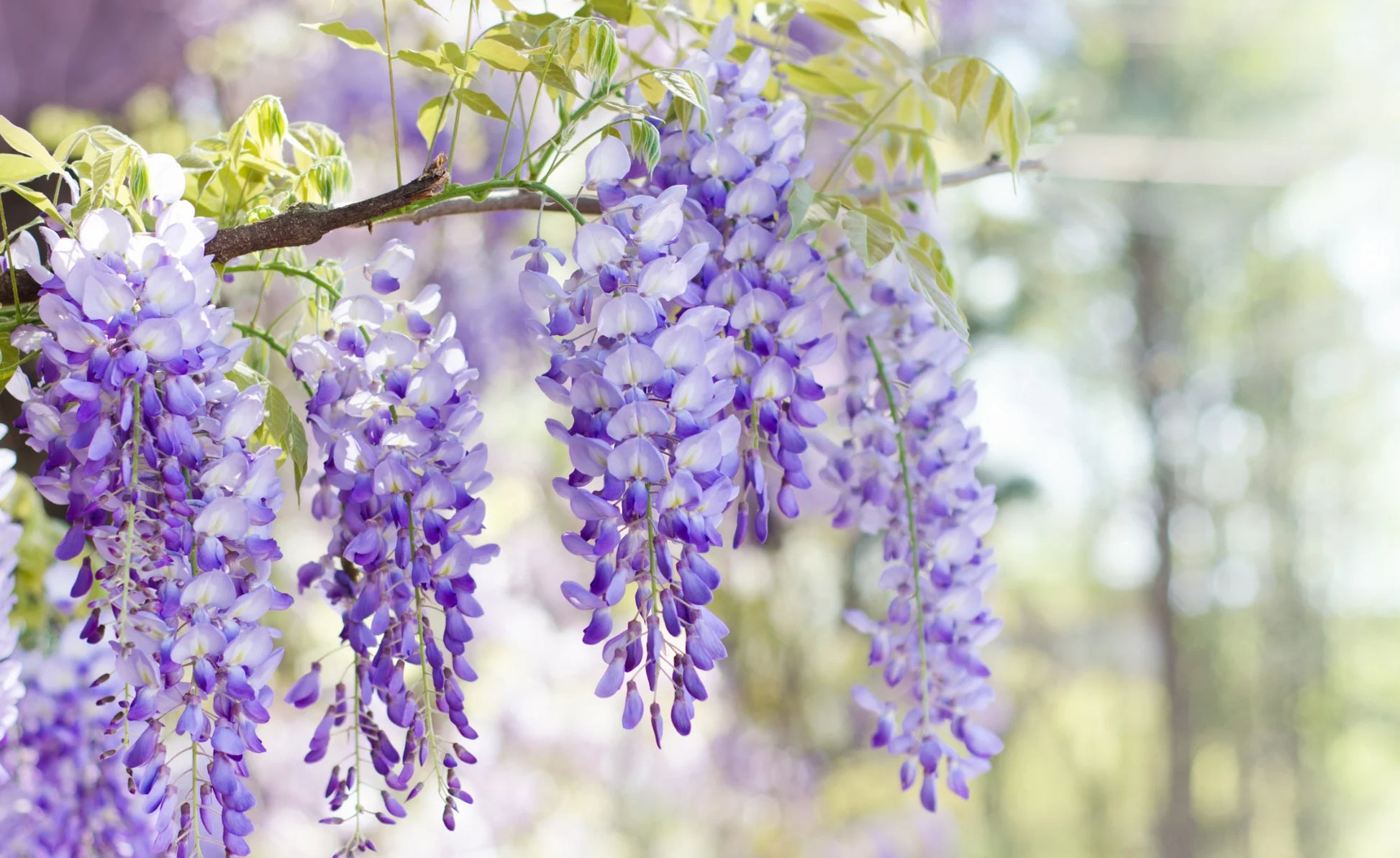 Gemischt Blauregen Blumensamen zur Aussaat – Cascading Blüten für Ihren Garten