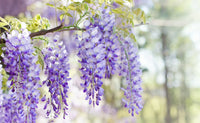 Gemischt Blauregen Blumensamen zur Aussaat – Cascading Blüten für Ihren Garten