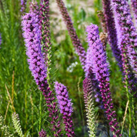 Lavender liatris blume samen for anpflanzung - drought tolerant, heirloom & gmo free samen for home garten
 
 sale samen for anpflanzung in home garten