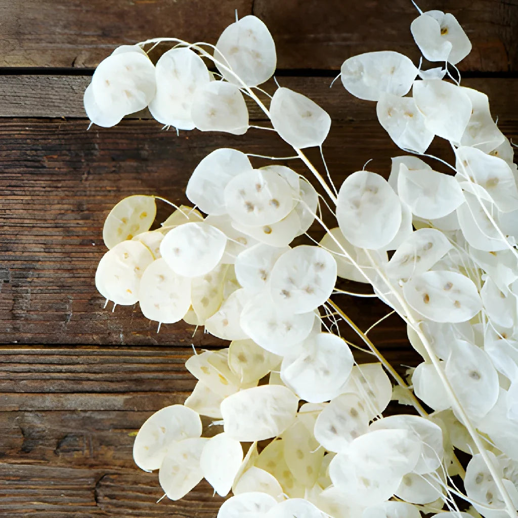 Lunaria Money Blumensamen zur Aussaat – kompakt Wuchs – Traditionssorte & ohne Gentechnik Samen Hausgarten
