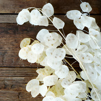 Lunaria Money Blumensamen zur Aussaat – kompakt Wuchs – Traditionssorte & ohne Gentechnik Samen Hausgarten