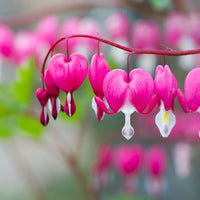 Rosa Bleeding Hearts Blumensamen zur Aussaat – Bestäuber freundlich – Traditionssorte & ohne Gentechnik Samen Hausgarten
