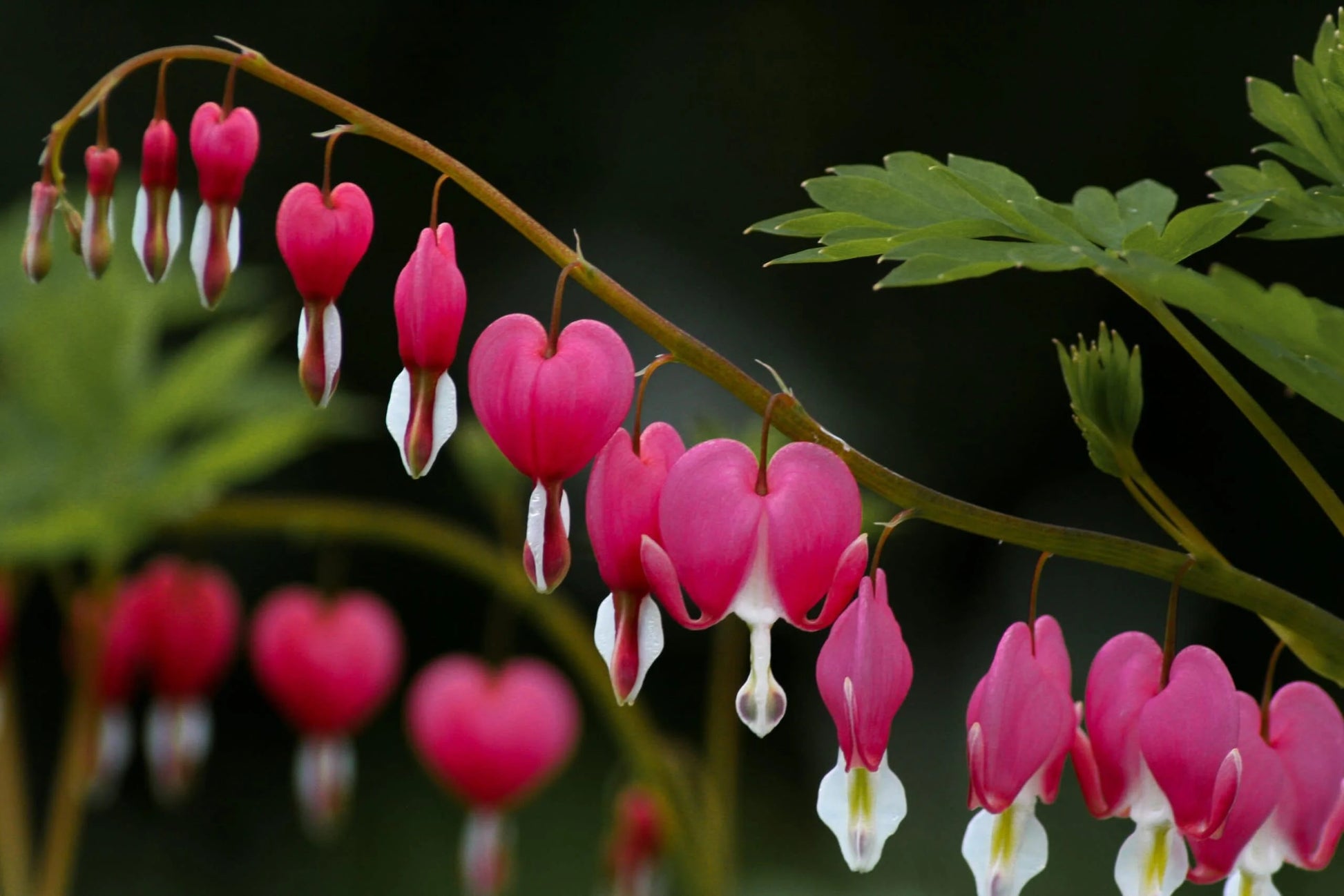 Traditionssorte Heart Blumensamen zur Aussaat Schnitt Blume beliebt Traditionssorte & ohne Gentechnik Samen Hausgarten