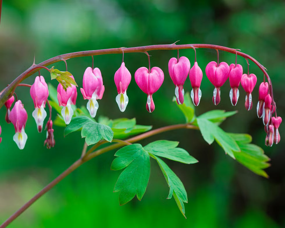 Rosa Bleeding Hearts Blumensamen zur Aussaat – Bestäuber freundlich – Traditionssorte & ohne Gentechnik Samen Hausgarten