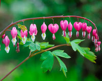 Rosa Bleeding Hearts Blumensamen zur Aussaat – Bestäuber freundlich – Traditionssorte & ohne Gentechnik Samen Hausgarten